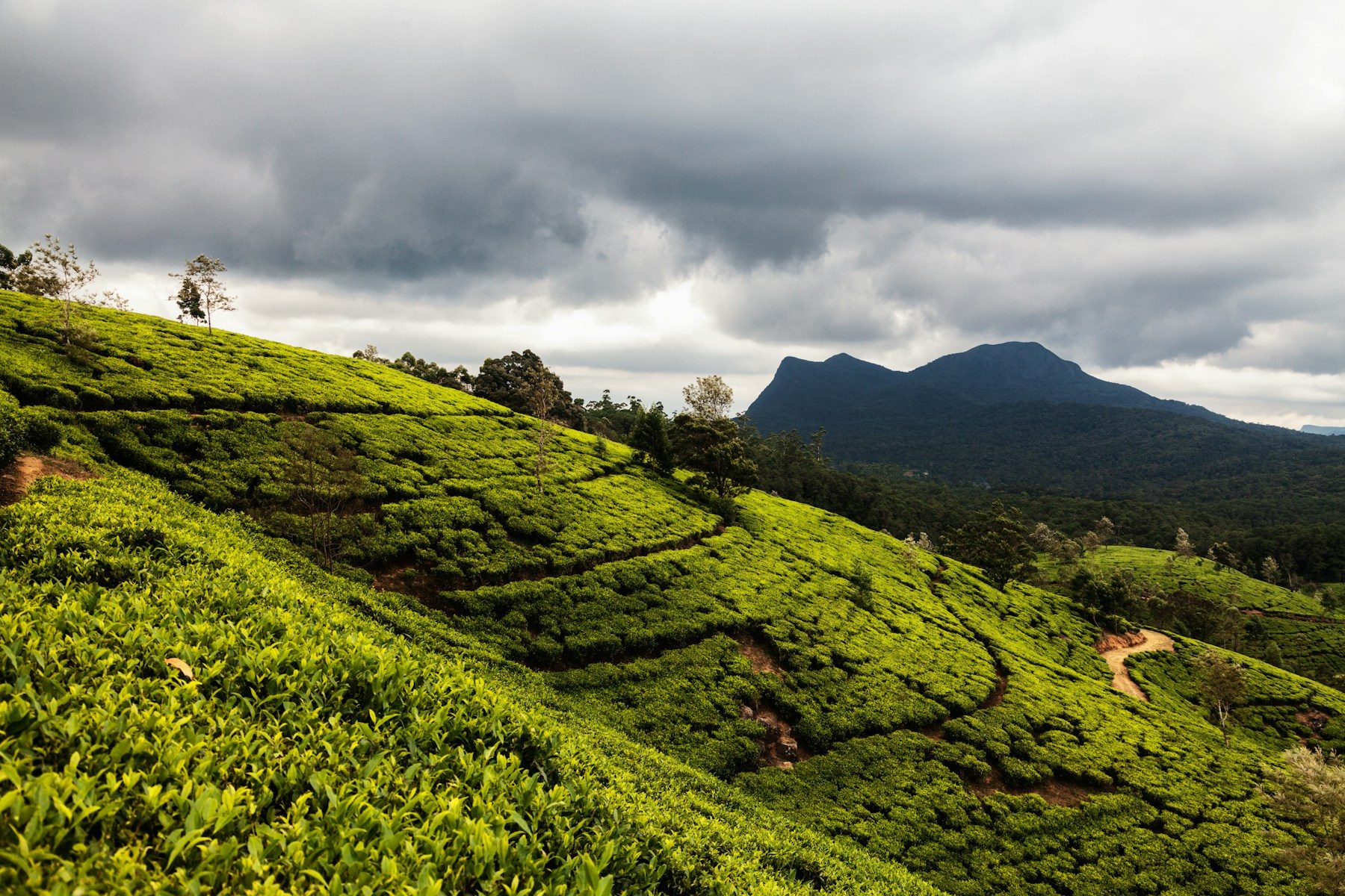 Green tea fields below misty hills in Nuwara Eliya